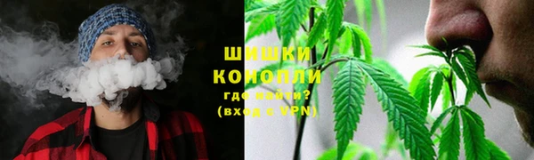 прущие грибы Верхний Тагил